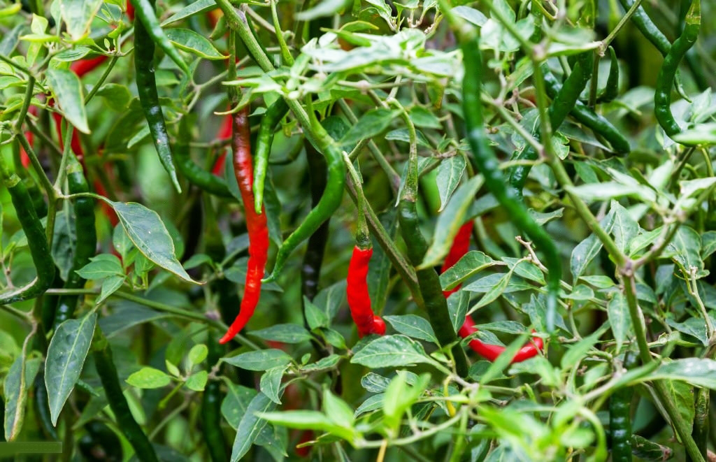 Red Chilli Farm