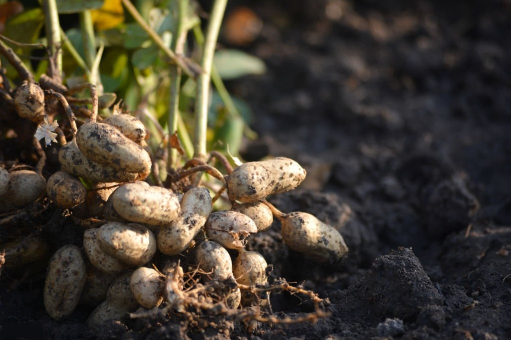 Peanut Farm